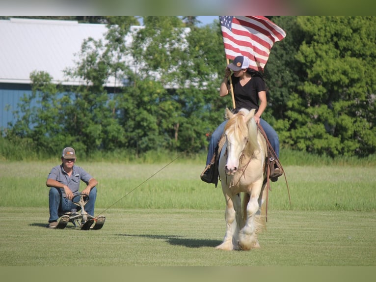 Cob Irlandese / Tinker / Gypsy Vanner Castrone 10 Anni 152 cm Champagne in Brookings SD