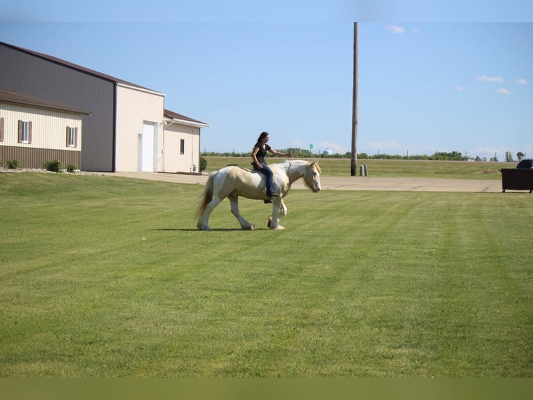 Cob Irlandese / Tinker / Gypsy Vanner Castrone 10 Anni 152 cm Champagne in Brookings SD