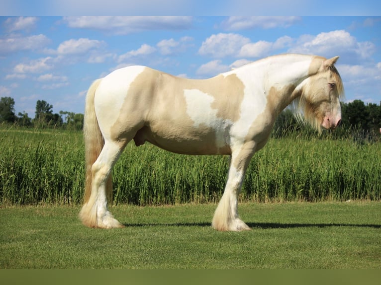 Cob Irlandese / Tinker / Gypsy Vanner Castrone 10 Anni 152 cm Champagne in Brookings SD