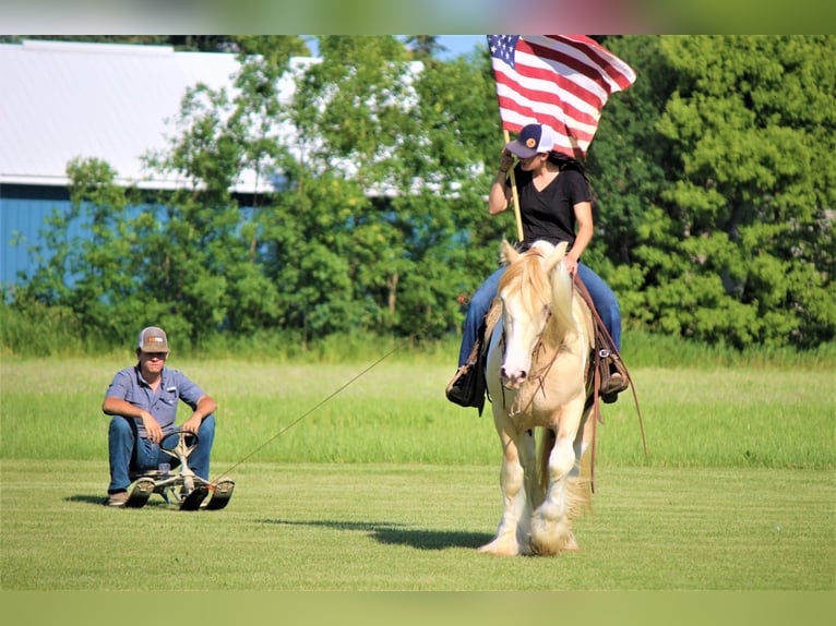 Cob Irlandese / Tinker / Gypsy Vanner Castrone 10 Anni 152 cm Champagne in Brookings SD