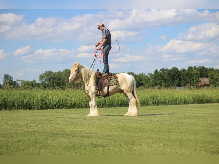 Cob Irlandese / Tinker / Gypsy Vanner Castrone 10 Anni 152 cm Champagne in Brookings SD