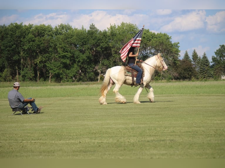 Cob Irlandese / Tinker / Gypsy Vanner Castrone 10 Anni 152 cm Champagne in Brookings SD