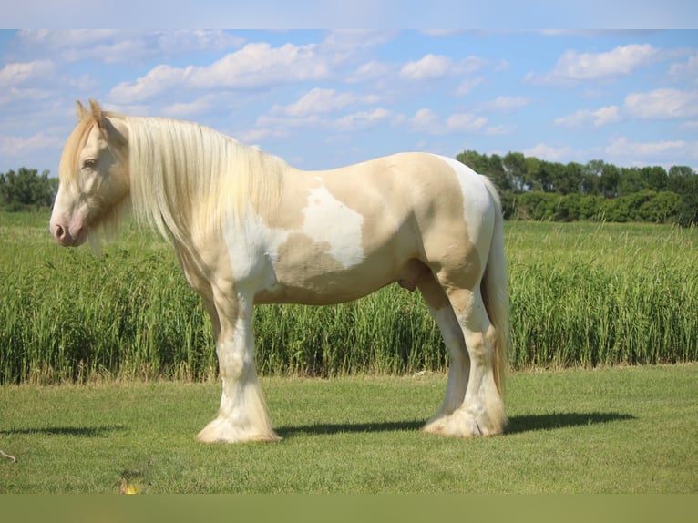 Cob Irlandese / Tinker / Gypsy Vanner Castrone 10 Anni 152 cm Champagne in Brookings SD