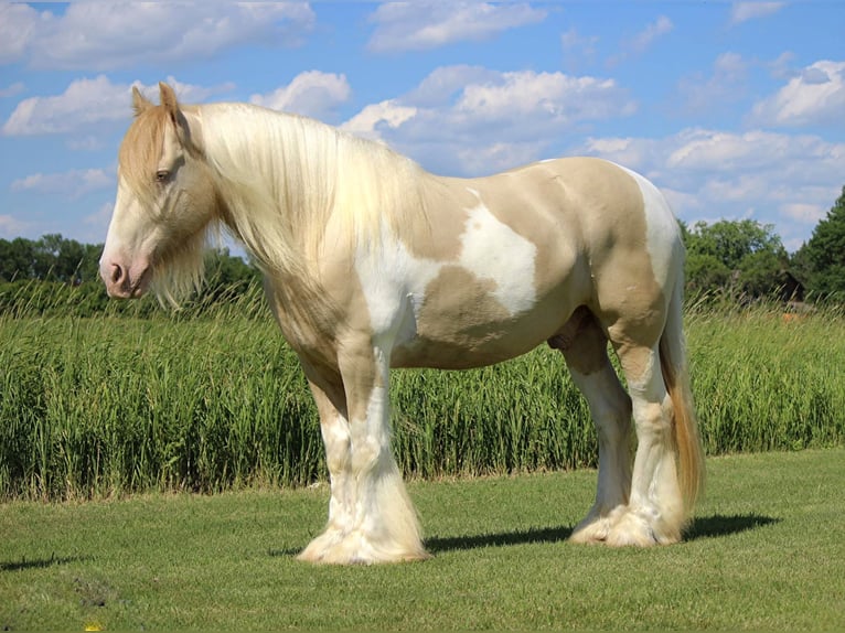 Cob Irlandese / Tinker / Gypsy Vanner Castrone 10 Anni 152 cm Champagne in Brookings SD