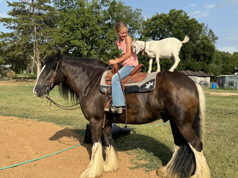 Cob Irlandese / Tinker / Gypsy Vanner Castrone 10 Anni 152 cm in Madill, OK