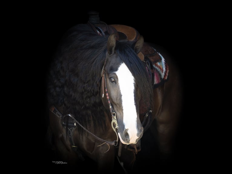 Cob Irlandese / Tinker / Gypsy Vanner Castrone 10 Anni 152 cm in Madill, OK