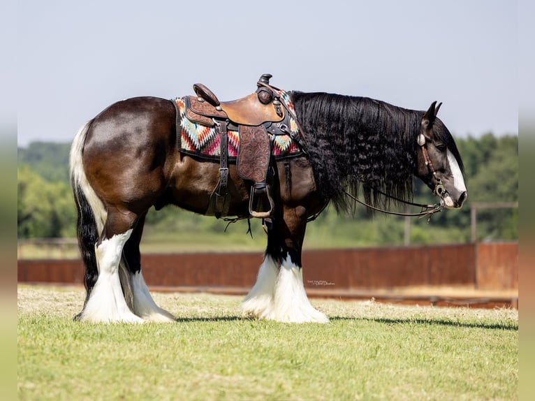 Cob Irlandese / Tinker / Gypsy Vanner Castrone 10 Anni 152 cm in Madill, OK