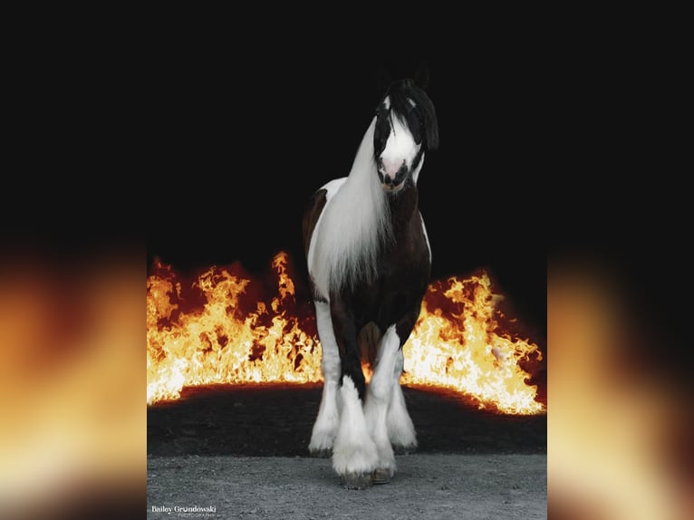 Cob Irlandese / Tinker / Gypsy Vanner Castrone 10 Anni 152 cm Tobiano-tutti i colori in Everett Pa