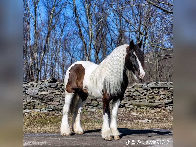 Cob Irlandese / Tinker / Gypsy Vanner Castrone 10 Anni 152 cm Tobiano-tutti i colori in Everett Pa