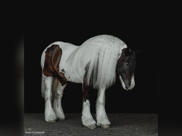 Cob Irlandese / Tinker / Gypsy Vanner Castrone 10 Anni 152 cm Tobiano-tutti i colori in Everett Pa