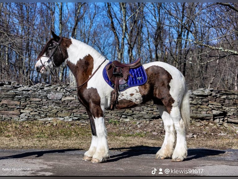 Cob Irlandese / Tinker / Gypsy Vanner Castrone 10 Anni 152 cm Tobiano-tutti i colori in Everett Pa