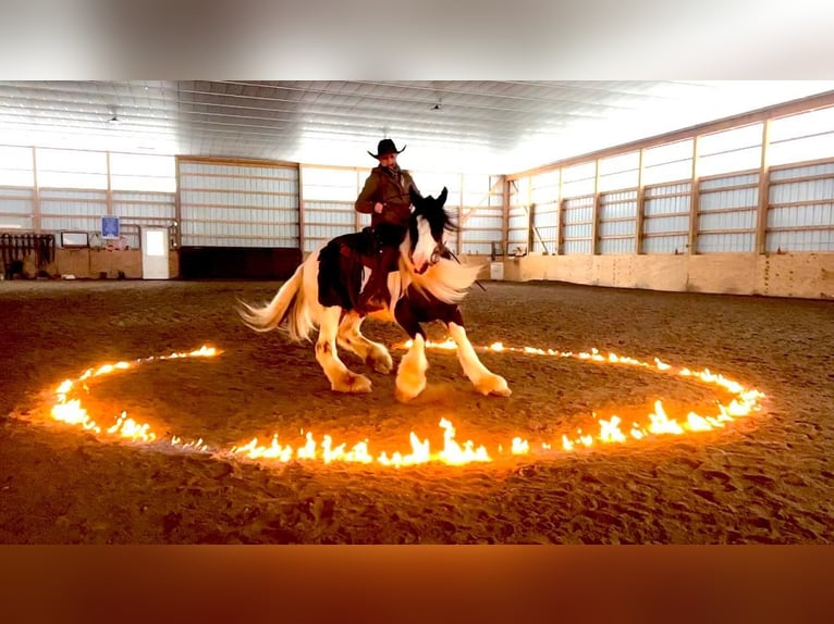 Cob Irlandese / Tinker / Gypsy Vanner Castrone 10 Anni 152 cm Tobiano-tutti i colori in Everett Pa