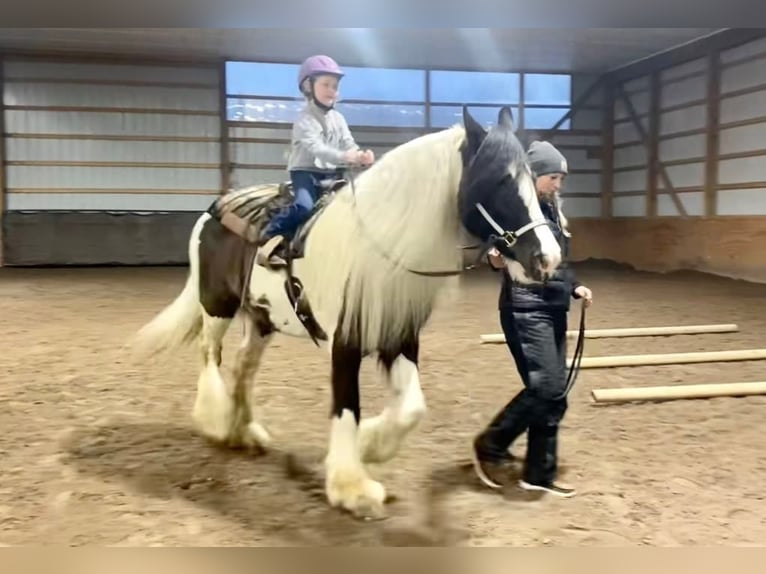 Cob Irlandese / Tinker / Gypsy Vanner Castrone 10 Anni 152 cm Tobiano-tutti i colori in Everett Pa