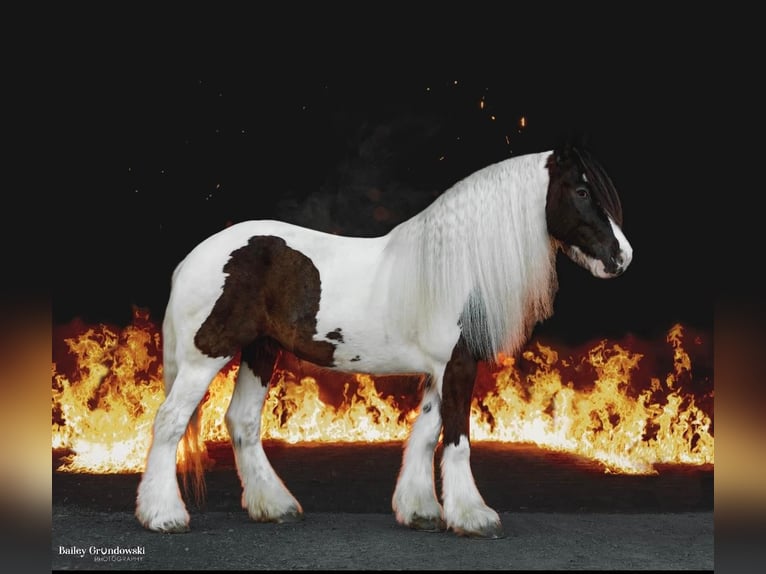 Cob Irlandese / Tinker / Gypsy Vanner Castrone 10 Anni 152 cm Tobiano-tutti i colori in Everett Pa