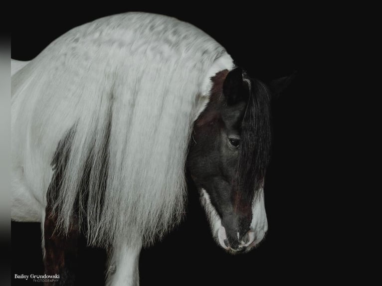 Cob Irlandese / Tinker / Gypsy Vanner Castrone 10 Anni 152 cm Tobiano-tutti i colori in Everett Pa