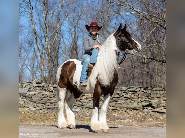 Cob Irlandese / Tinker / Gypsy Vanner Castrone 10 Anni 152 cm Tobiano-tutti i colori in Everett Pa