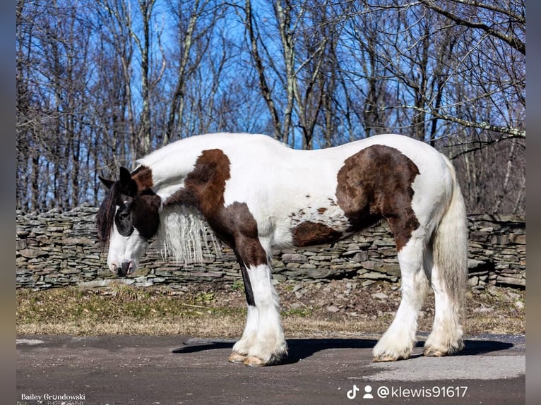 Cob Irlandese / Tinker / Gypsy Vanner Castrone 10 Anni 152 cm Tobiano-tutti i colori in Everett Pa