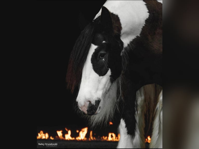 Cob Irlandese / Tinker / Gypsy Vanner Castrone 10 Anni 152 cm Tobiano-tutti i colori in Everett Pa