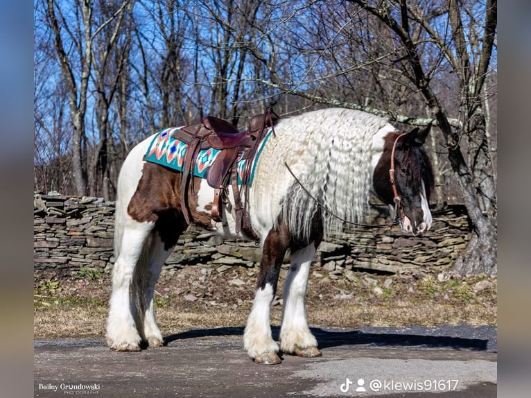 Cob Irlandese / Tinker / Gypsy Vanner Castrone 10 Anni 152 cm Tobiano-tutti i colori in Everett Pa