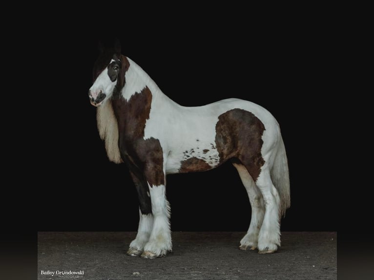 Cob Irlandese / Tinker / Gypsy Vanner Castrone 10 Anni 152 cm Tobiano-tutti i colori in Everett Pa