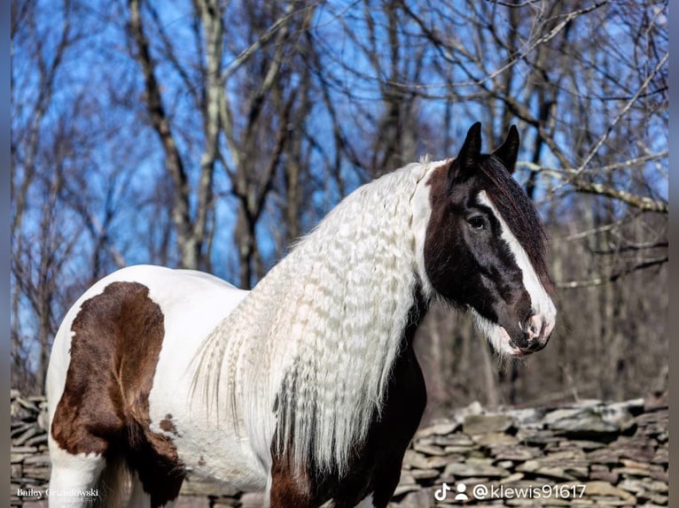 Cob Irlandese / Tinker / Gypsy Vanner Castrone 10 Anni 152 cm Tobiano-tutti i colori in Everett Pa