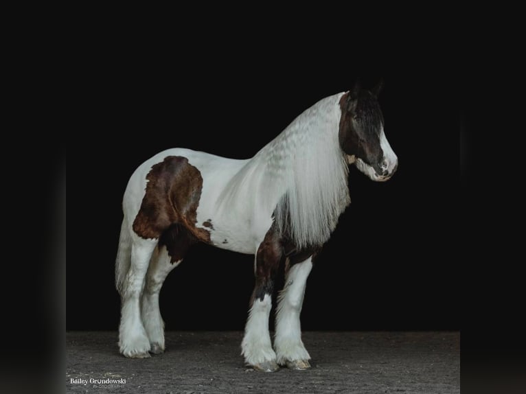 Cob Irlandese / Tinker / Gypsy Vanner Castrone 10 Anni 152 cm Tobiano-tutti i colori in Everett Pa