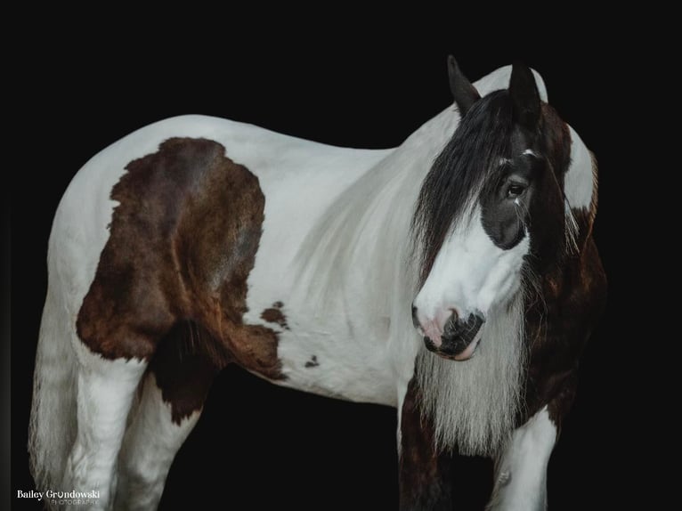 Cob Irlandese / Tinker / Gypsy Vanner Castrone 10 Anni 152 cm Tobiano-tutti i colori in Everett Pa