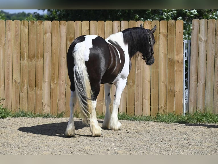 Cob Irlandese / Tinker / Gypsy Vanner Castrone 10 Anni 152 cm Tobiano-tutti i colori in Millersburg OH