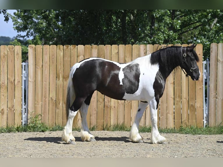 Cob Irlandese / Tinker / Gypsy Vanner Castrone 10 Anni 152 cm Tobiano-tutti i colori in Millersburg OH