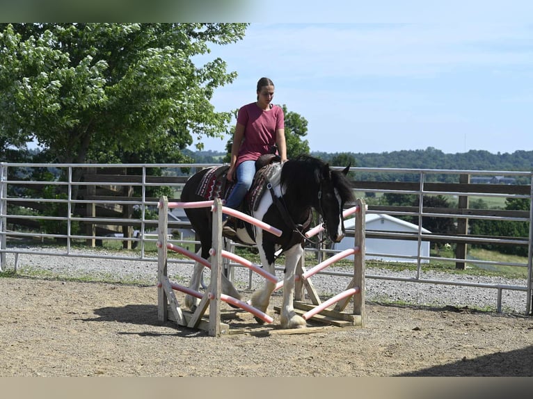 Cob Irlandese / Tinker / Gypsy Vanner Castrone 10 Anni 152 cm Tobiano-tutti i colori in Millersburg OH