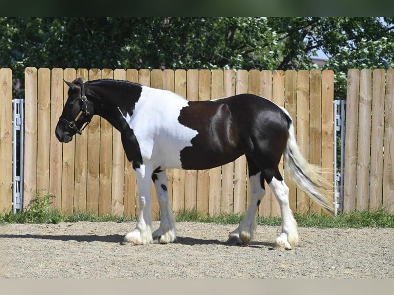 Cob Irlandese / Tinker / Gypsy Vanner Castrone 10 Anni 152 cm Tobiano-tutti i colori in Millersburg OH