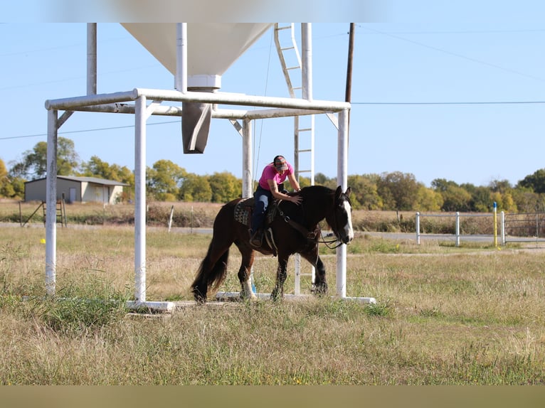 Cob Irlandese / Tinker / Gypsy Vanner Castrone 10 Anni 160 cm Baio ciliegia in Whitesboro, TX