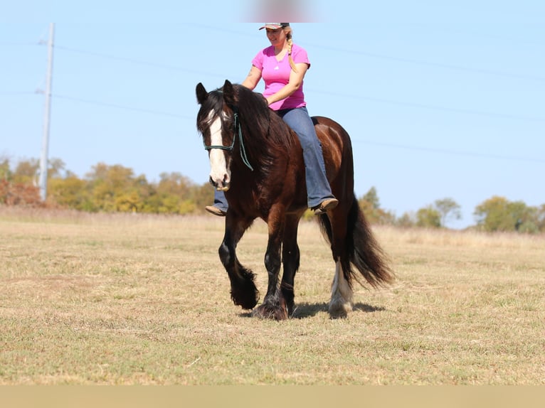 Cob Irlandese / Tinker / Gypsy Vanner Castrone 10 Anni 160 cm Baio ciliegia in Whitesboro, TX