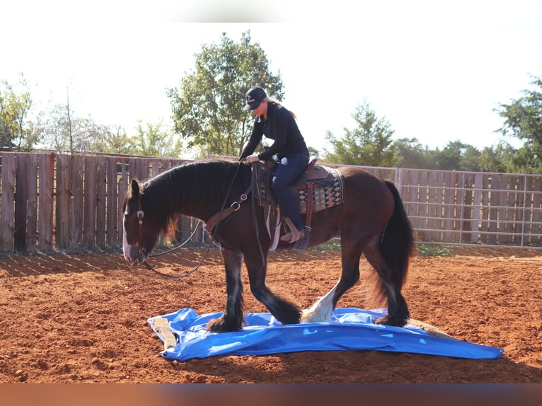 Cob Irlandese / Tinker / Gypsy Vanner Castrone 10 Anni 160 cm Baio ciliegia in Whitesboro, TX