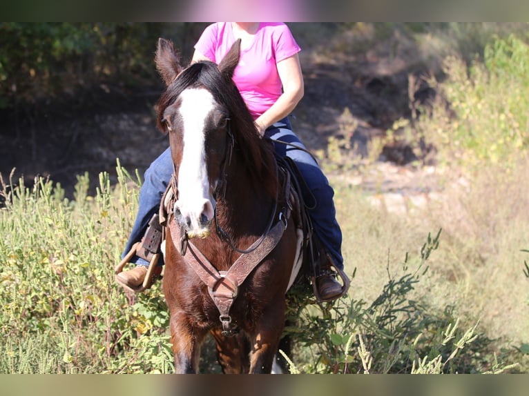 Cob Irlandese / Tinker / Gypsy Vanner Castrone 10 Anni 160 cm Baio ciliegia in Whitesboro, TX