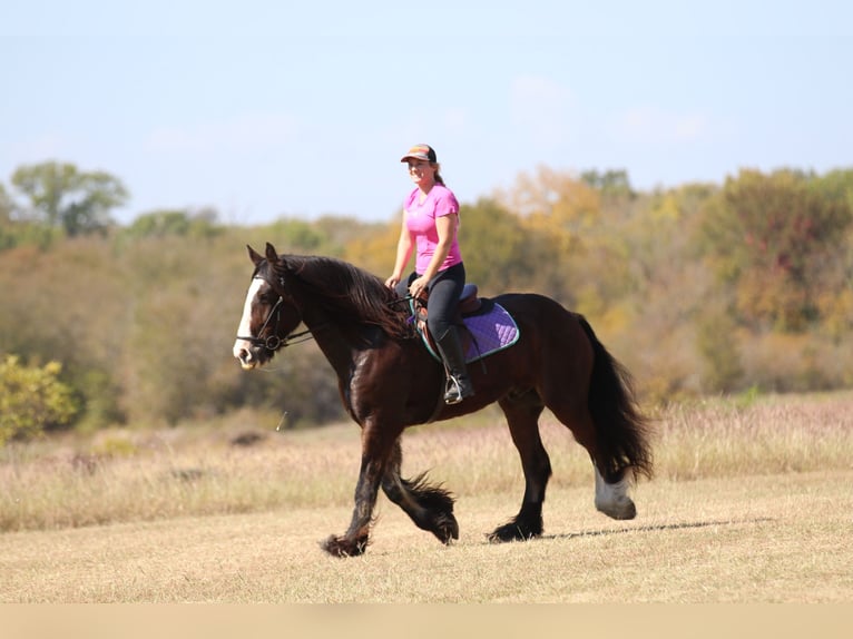 Cob Irlandese / Tinker / Gypsy Vanner Castrone 10 Anni 160 cm Baio ciliegia in Whitesboro, TX