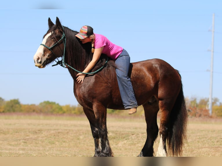 Cob Irlandese / Tinker / Gypsy Vanner Castrone 10 Anni 160 cm Baio ciliegia in Whitesboro, TX