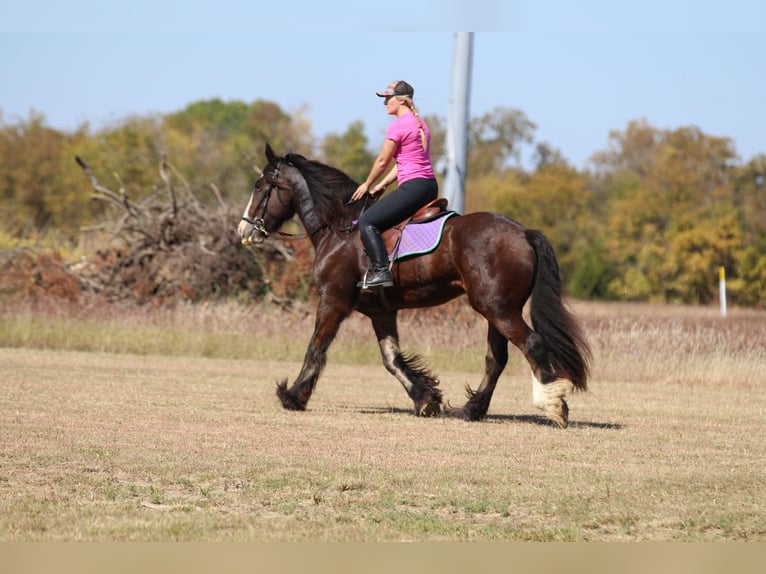 Cob Irlandese / Tinker / Gypsy Vanner Castrone 10 Anni 160 cm Baio ciliegia in Whitesboro, TX