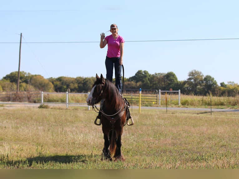 Cob Irlandese / Tinker / Gypsy Vanner Castrone 10 Anni 160 cm Baio ciliegia in Whitesboro, TX