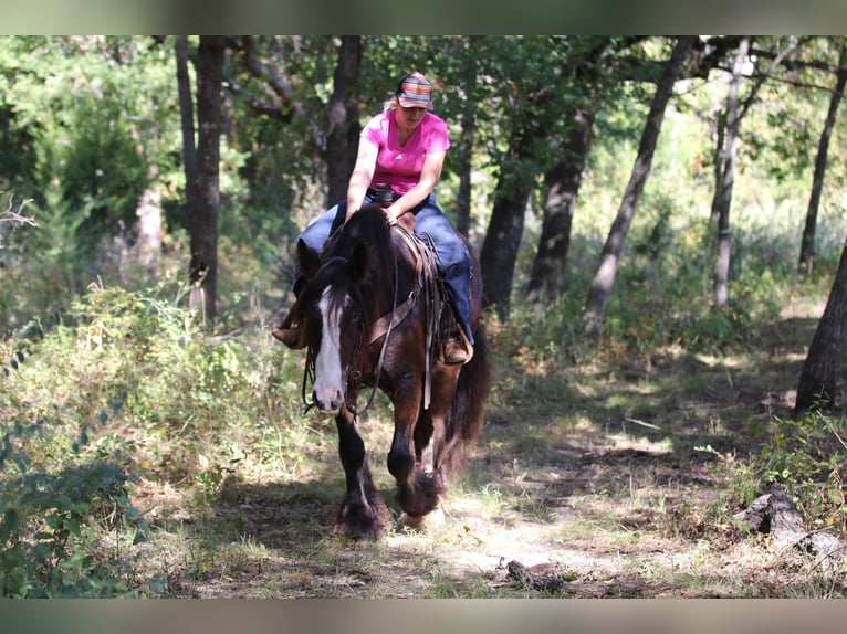 Cob Irlandese / Tinker / Gypsy Vanner Castrone 10 Anni 160 cm Baio ciliegia in Whitesboro, TX