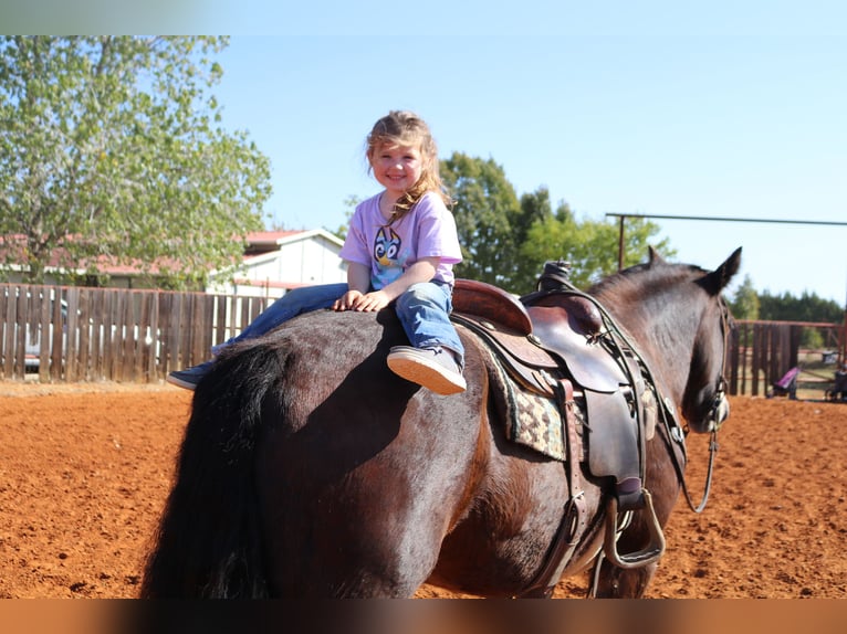 Cob Irlandese / Tinker / Gypsy Vanner Castrone 10 Anni 160 cm Baio ciliegia in Whitesboro, TX