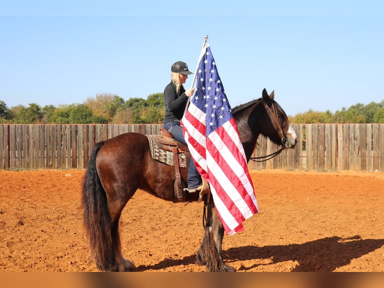 Cob Irlandese / Tinker / Gypsy Vanner Castrone 10 Anni 160 cm Baio ciliegia in Whitesboro, TX