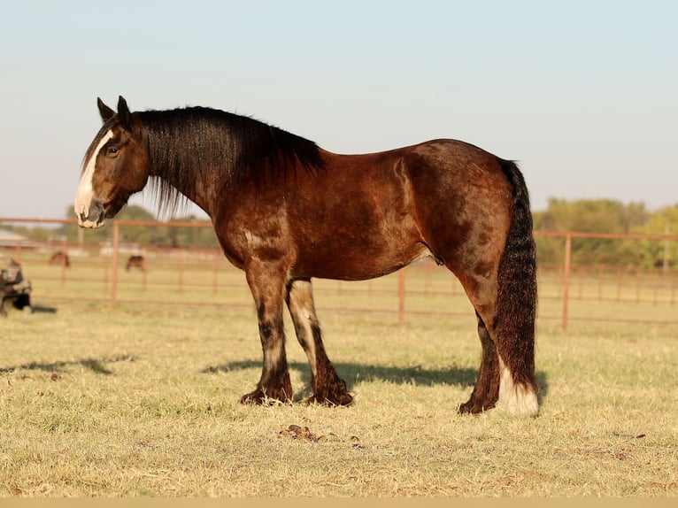 Cob Irlandese / Tinker / Gypsy Vanner Castrone 10 Anni 160 cm Baio ciliegia in Whitesboro, TX