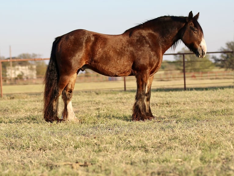 Cob Irlandese / Tinker / Gypsy Vanner Castrone 10 Anni 160 cm Baio ciliegia in Whitesboro, TX