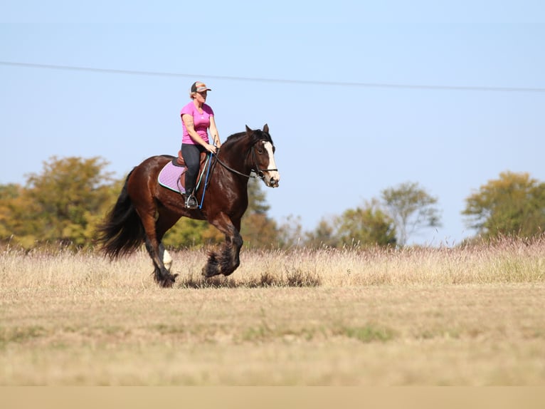 Cob Irlandese / Tinker / Gypsy Vanner Castrone 10 Anni 160 cm Baio ciliegia in Whitesboro, TX