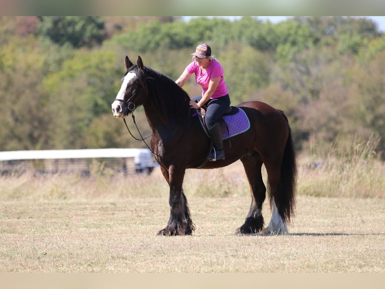 Cob Irlandese / Tinker / Gypsy Vanner Castrone 10 Anni 160 cm Baio ciliegia in Whitesboro, TX