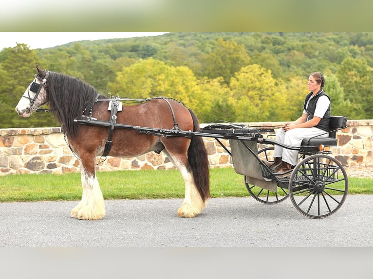 Cob Irlandese / Tinker / Gypsy Vanner Castrone 10 Anni in Millerstown, PA