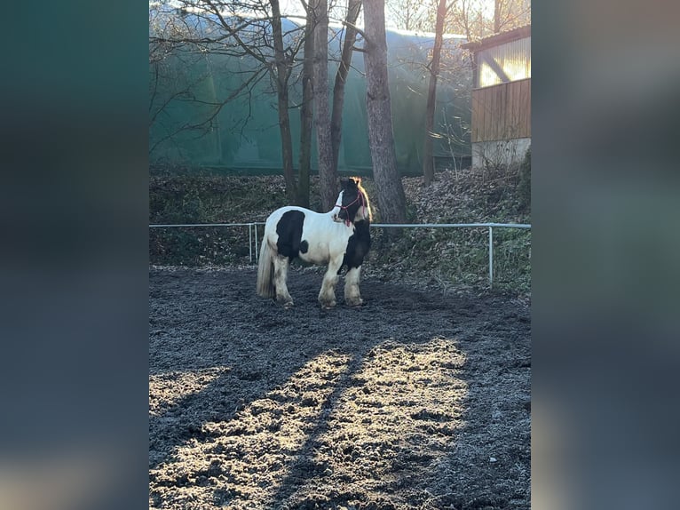 Cob Irlandese / Tinker / Gypsy Vanner Castrone 11 Anni 136 cm Pezzato in Plüderhausen