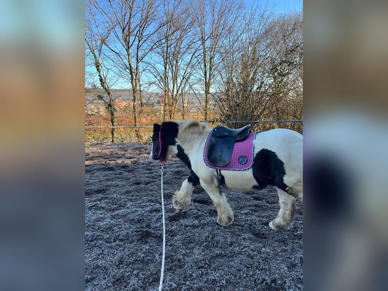 Cob Irlandese / Tinker / Gypsy Vanner Castrone 11 Anni 136 cm Pezzato in Plüderhausen