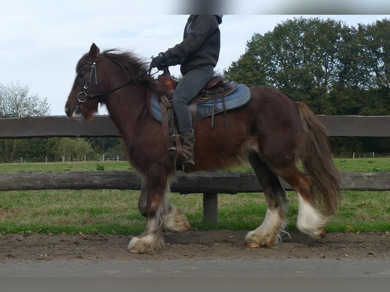 Cob Irlandese / Tinker / Gypsy Vanner Castrone 11 Anni 136 cm Sauro in Lathen